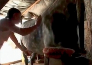 Hot horse is penetrating a babe's twat