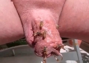 Wild fuck session with flies