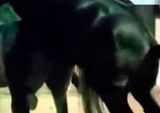 Sensational compilation of zoo fuck scenes