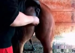 Say Hi to a horse with a very wide asshole