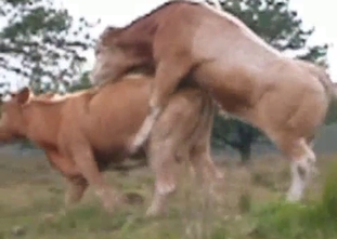 Wild bull fucks a cow in doggy style pose