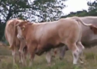 Wild bull fucks a cow in doggy style pose