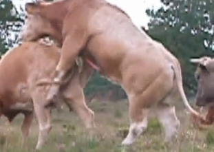 Wild bull fucks a cow in doggy style pose