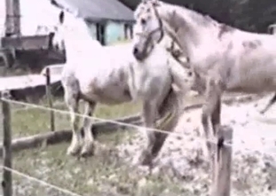 White stallion is fucking another horse like a pro
