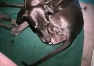 Zoophile is fucking a puppy's hole