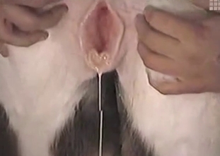 This animal is showing us her incredibly tasty pussy