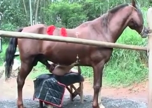 Unforgettable fuck with a horse