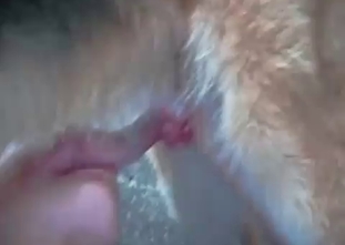 Watch a beast having a wild oral sex with a human