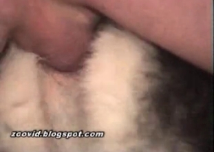 Nude zoophile is penetrating a doggy's asshole