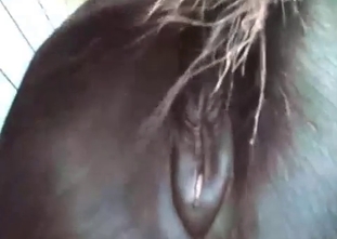 You will love this stallion's big bump